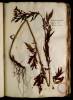 Fol. 36 

Artemisia monocaulis alpina sive Pyretrum verum.